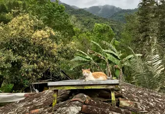 Image of a cat on the roof at my rural homestay