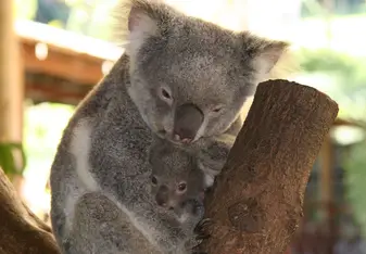 Koko and Joey