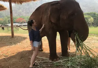 On my trip to Thailand with TEAN we went to an elephant sanctuary where they cared for rescued elephants.