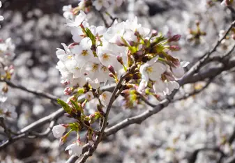 Sakura Season 