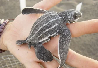 Sea Turtle & Marine Conservation in Monterrico