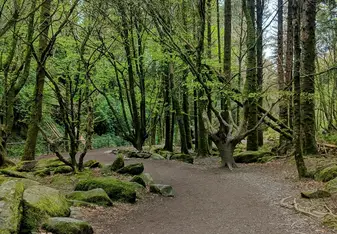 Walking through a forest on a Paddywagon Tour