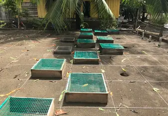 sea turtle box