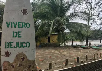 Bejuco