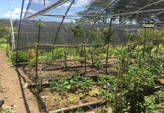 organic garden