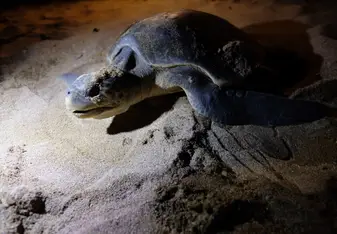 This is the first sea turtle mother I saw, 70cm!