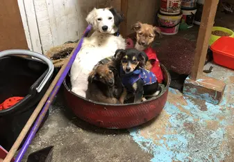 The mom and her pups
