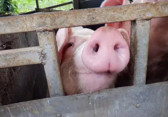 Pigs!!