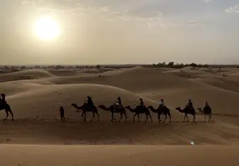 Camel Ride in the Saharan Desert during a sunset.