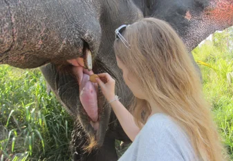 Volunteer feeding the elephant a sweet treat