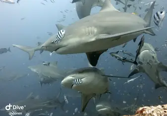 Bull sharks on the Fiji Shark Dive!