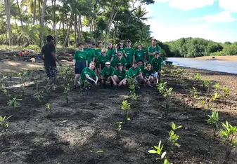 Planting magroves