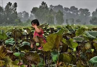 Lotus Harvest in Monsoon Season