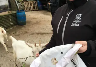 My onsite director took our entire study abroad group to a farm and I was so excited! Goats are my favorite animals, but I had never been able to see one before! We also fed chickens and horses. The horses had been shown to us and even did some of their show stunts. Amazing experience!