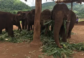 Inside the elephant sanctuary 