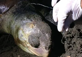 Dead male sea turtle with fishing hook and string