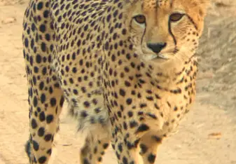 One of the cheetah boys up-close!