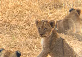 The cutest lion cubs