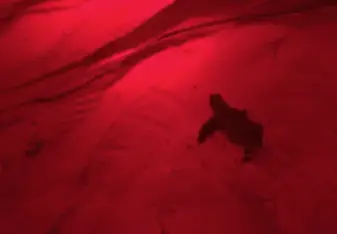 While on Isla Saona we got to work with Negro, a man who dedicates his life to helping sea turtles. We got the opportunity to see baby turtles!