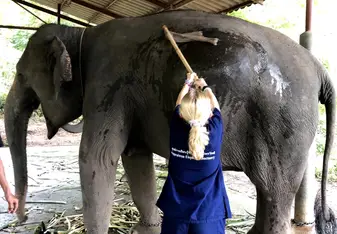 This is me washing my elephant, Wong Tong. One of the coolest once in a life time experiences.