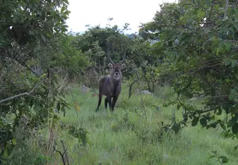 Akagera National Park safari