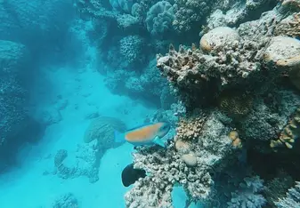 view while snorkeling in the Great Barrier Reef