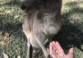 You can feed the kangaroos at Australia Zoo, and its really cool when they hold your hand while you feed them. Just be careful of their claws!