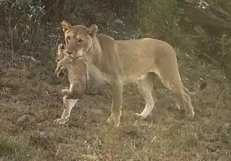 Safari