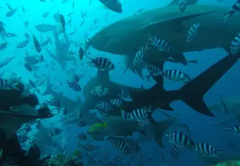 Open sea diving. 