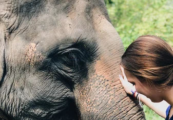 This photo was take of me and the elephant I took care of for a week named Tongtae. She was the sweetest animal and had two baby elephants! I miss her all the time. 