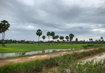 Biking through rice fields.