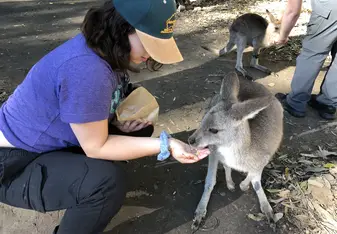 Feeding a kangaroo at the Australia Zoo