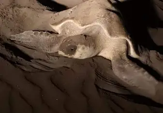 The moment me & my son went on night patrol & witnessed the mother turtle laying & covering her eggs, truly magical