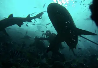 Shark dive!