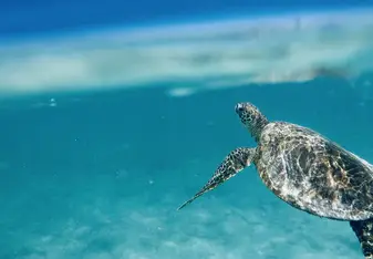 One of many Green Sea Turtles we spotted throughout the trip. 