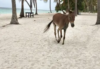 Horse walking on the beach.