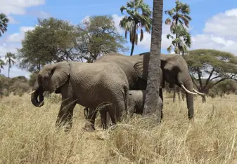 Elephants on Safari