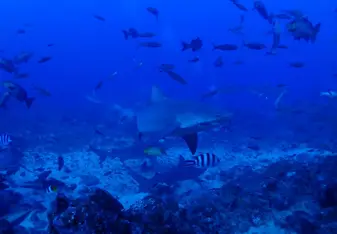 Shark diving at 30m under water