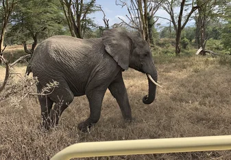A picture of an elephant. 