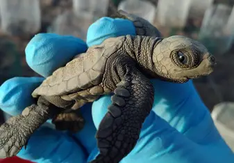 Baby turtle in the hatchery at Camaronal Wildlife Refuge 