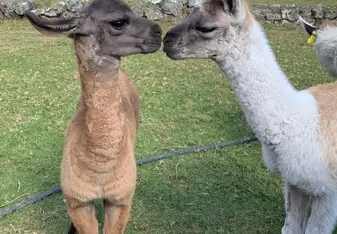 Kissing Llamas
