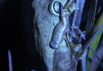 Hammer Frog