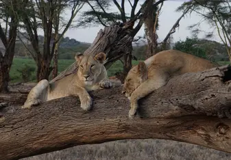 Mother and daughter lionesses we saw in the conservancy. 