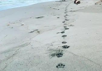 Jaguar paw prints on the beach at sunrise