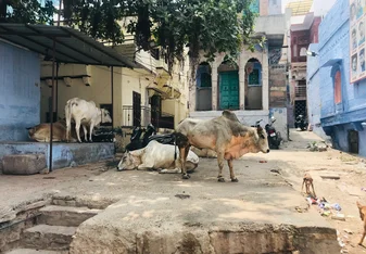 Women and Girls' Empowerment in Rajasthan, India