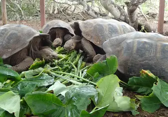 tortoise eating the Otoi leaves- very  yummy for them!!!