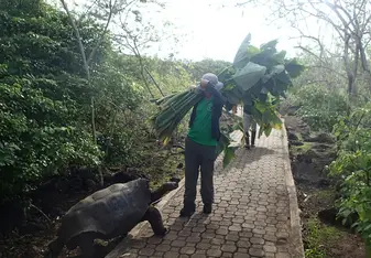 carrying the Otoi leaves  inside the Giant Tortoise Breeding centre and this tortoise had smelt it and came towards us. 