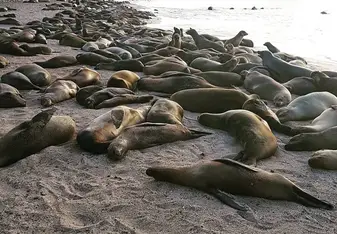 sea lion population monitoring