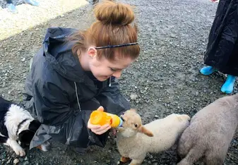 Feeding sheep in Ireland