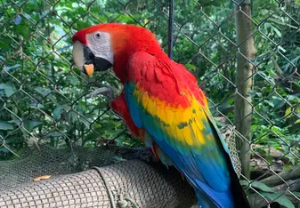 Macaw close up 